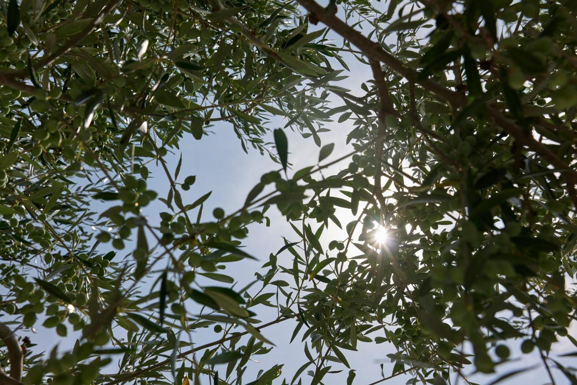Apartmán Iliana Olive Branch Adamantas  Exteriér fotografie